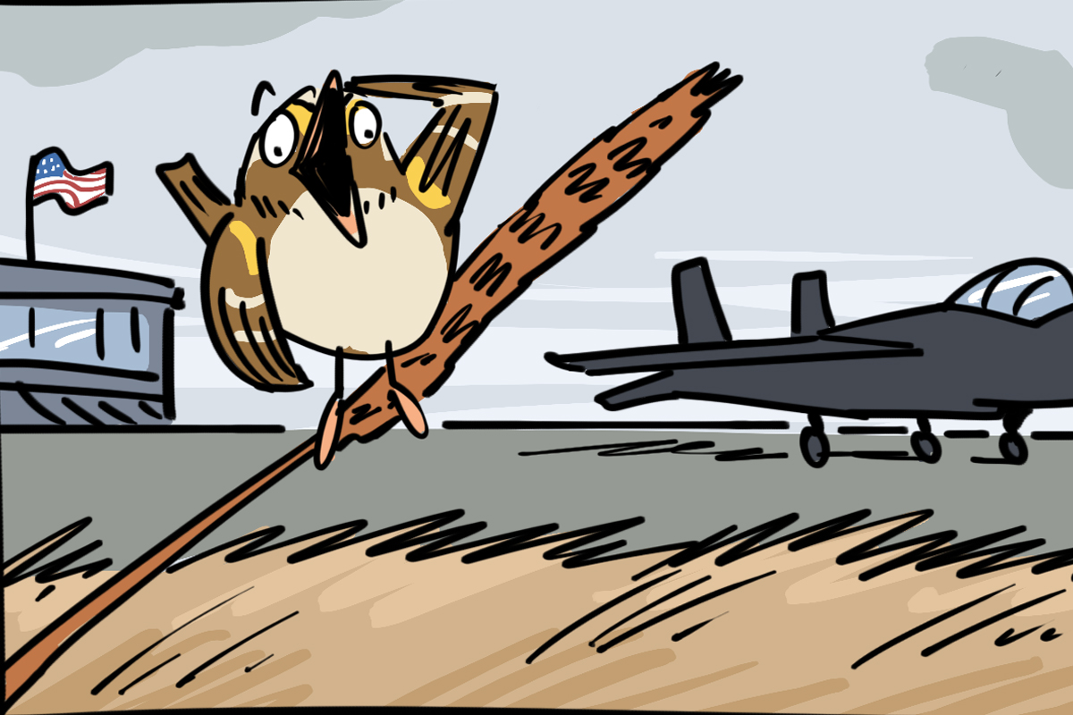 photo of Sparrow Top Gun (cartoon) image