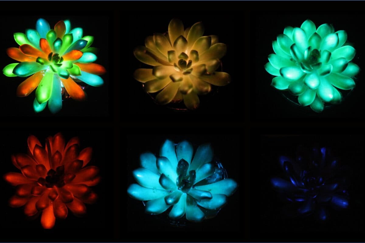 Glowing plants could become living energy-free light sources
