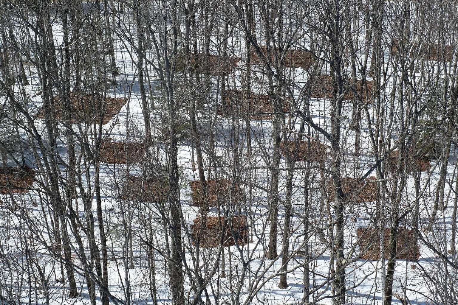 The Harvard Forest in Massachusetts is home to the world’s longest-running artificial soil-warming experiment. After 26 years, forest plots warmed by 5°C (9°F) had lost 17% of the carbon stored in the top 60 cm (24 in) of soil.