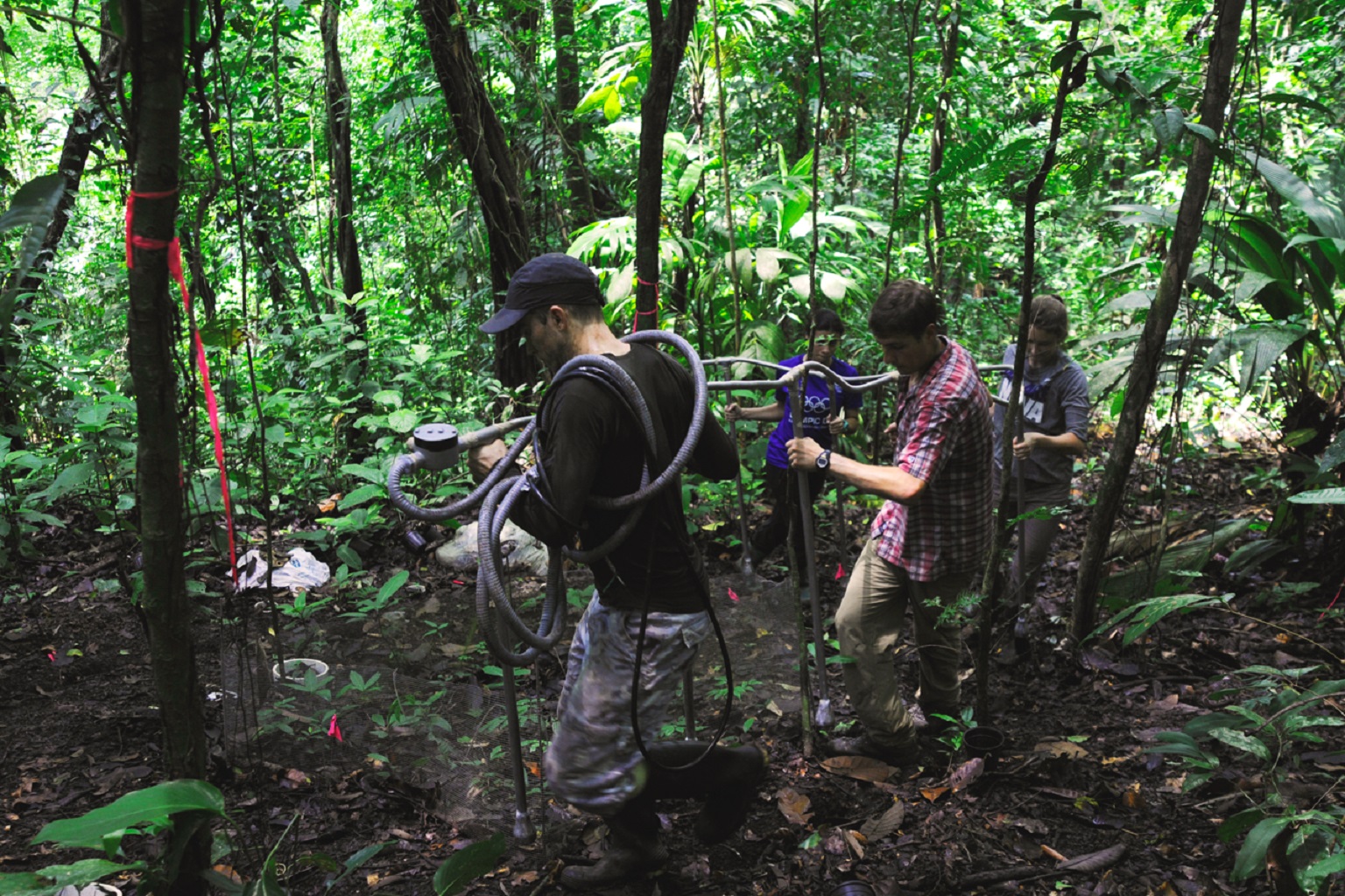 SWELTR, the first long-term tropical soil-warming experiment, uses underground cables to warm the soil by 4°C (7°F). After two years, soil CO2 emissions increased by 55%, a much greater increase than similar experiments in temperate forests, challenging the long-held assumption that tropical soils are less sensitive to climate change.