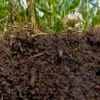 Climate change threatens to disrupt the soil carbon cycle, potentially releasing billions of tons of carbon into the atmosphere and overshadowing international decarbonization efforts.