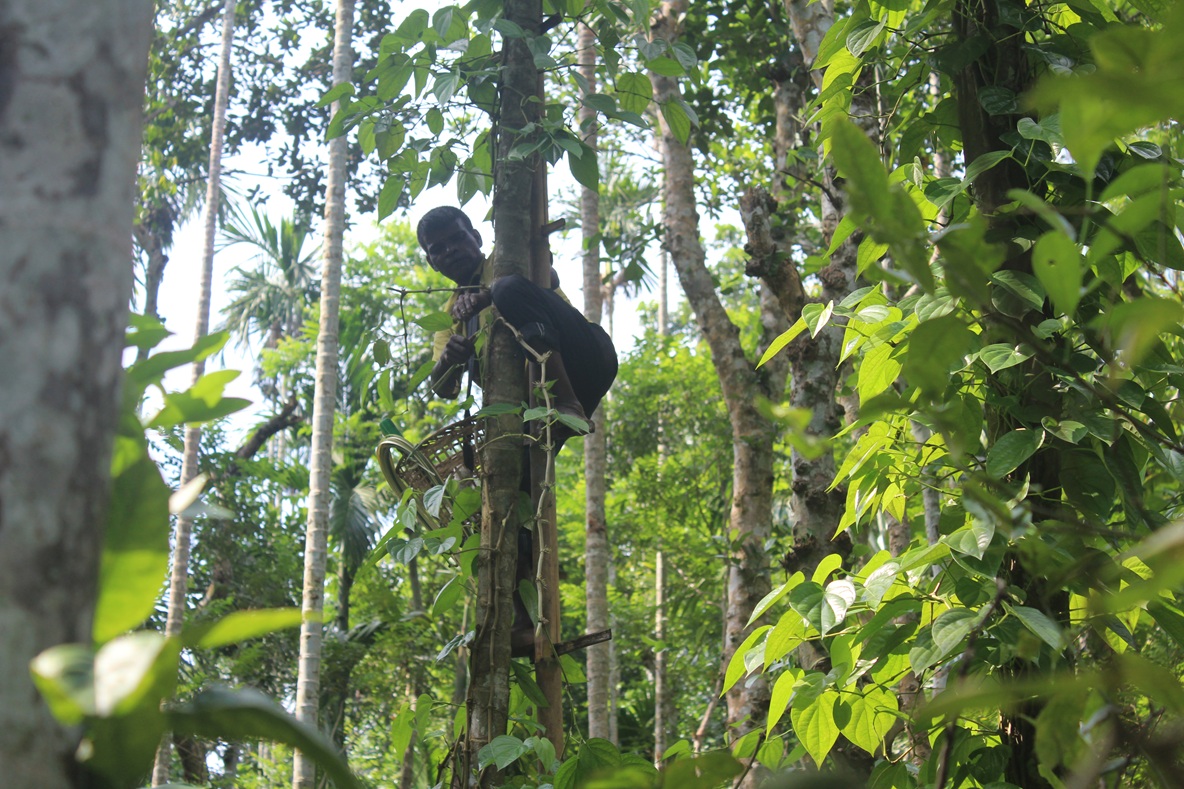 Betel leaf farmer, pruning the excess foliage to allow sunlight to the vines. Image by Sadiqur Rahman for Mongabay.