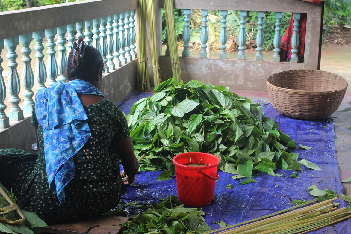 A Khasi woman processes betel leaves for trade. Image by Sadiqur Rahman for Mongabay.