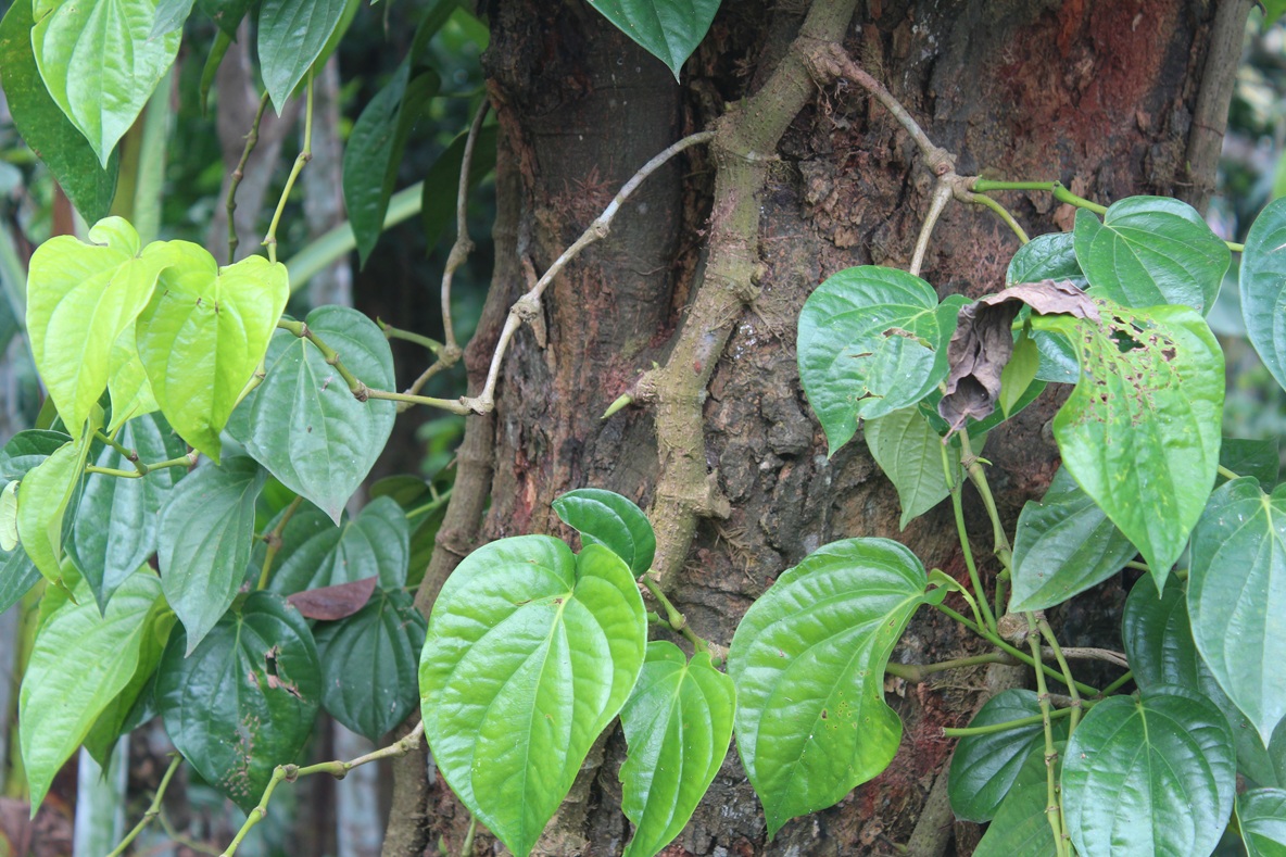 Vibrant betel vines (Piper betle), twining upward from the bases of woody mother trees. Image by Sadiqur Rahman for Mongabay.