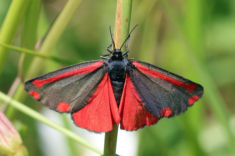 Cinnabar moth (Tyria jacobaeae). Image courtesy of Charles J. Sharp / Sharp Photography via Wikimedia Commons.