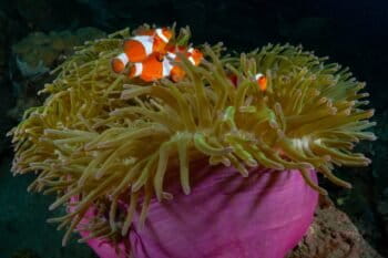Marine life off Panaon Island in the Philippines. Image courtesy of Oceana/Danny Ocampo.