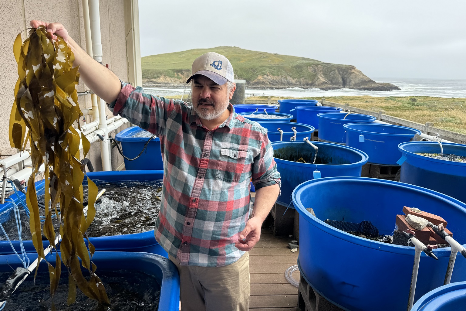 At the Bodega Marine Lab in northern California, Dr. Brent Hughes is growing bull kelp whose spore will be reintroduced into the wild. "We're still in the experimental stage," he says.
