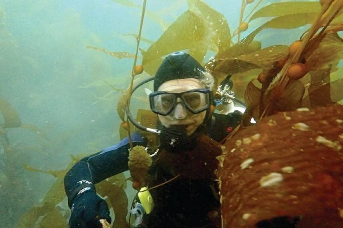 California’s kelp forests struggle to recover a decade after collapse