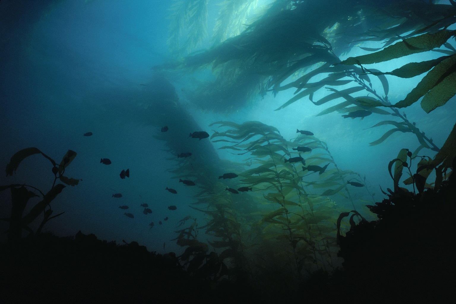 Healthy giant kelp forests including giant kelp in Monterey, California provide habitat for numerous fish, mammals and invertebrates.