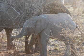 Elephant in Madikwe, South Africa. Image by Debbi via Flickr (CC BY-NC-ND 2.0).
