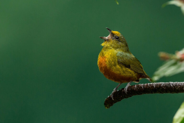 A male olive-backed euphonia (Euphonia gouldi) singing at full voice in the rain forest of Costa Rica.