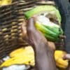 A cocoa pod opened by hand. Exclusion of smallholder farmers from markets, a potential consequence of the EUDR, could result in loss of income leading to environmental harms but also exacerbate existing problems including child labor on cocoa farms. “These risks are known,” says Rainforest Alliance’s Fanny Gauttier. “That's something that we have highlighted many times.”