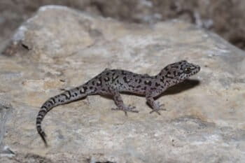 A Battambang leaf-toed gecko (Dixonius noctivagus).