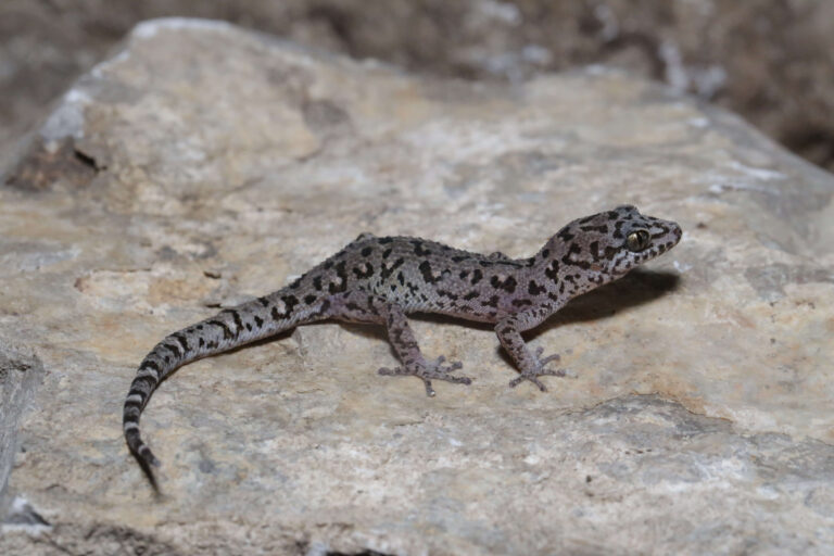 A Battambang leaf-toed gecko (Dixonius noctivagus).