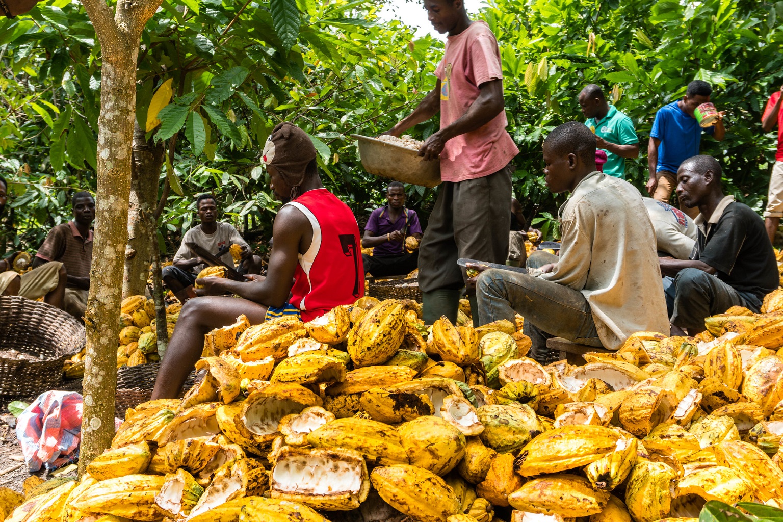 Cocoa farmers in Ghana. The EUDR may negatively impact smallholders in the supply chains of transnational companies. More support is needed to ensure farmers can comply with regulations, say experts.