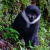 A L’Hoest’s monkey (Allochrocebus Ihoesti) at Rwanda’s Nyungwe National Park. Image by Ashoka Mukpo for Mongabay.