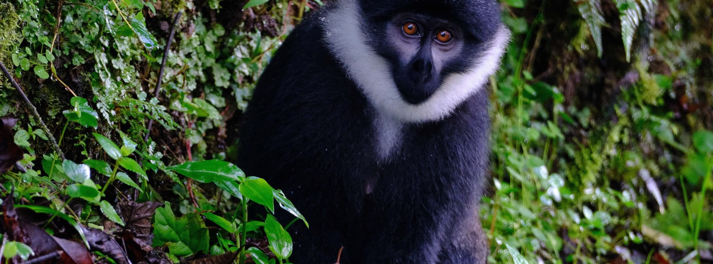 A L’Hoest’s monkey (Allochrocebus Ihoesti) at Rwanda’s Nyungwe National Park. Image by Ashoka Mukpo for Mongabay.