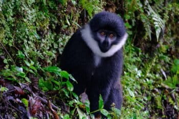 A L’Hoest’s monkey (Allochrocebus Ihoesti) at Rwanda’s Nyungwe National Park. Image by Ashoka Mukpo for Mongabay.