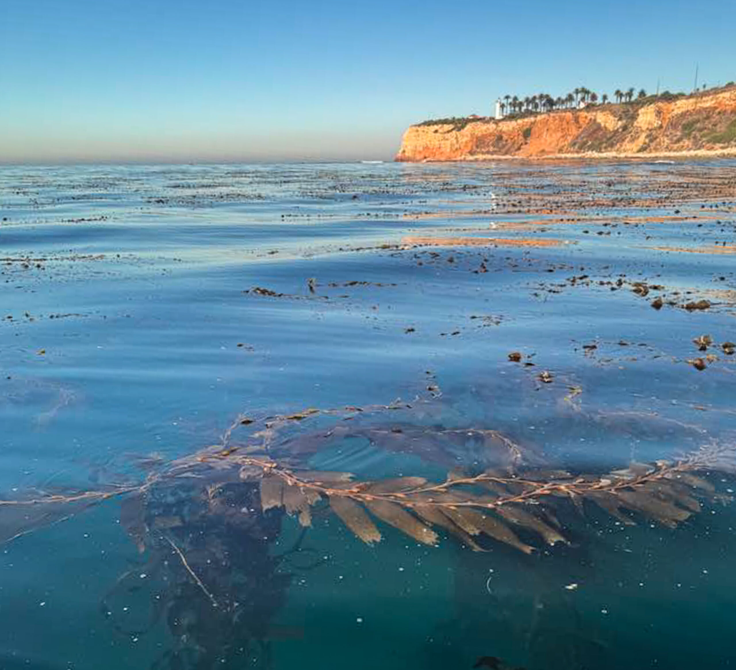 A restored kelp forest off Rancho Palos Verdes in southern California that was an urchin barren turns golden in the late afternoon sun.