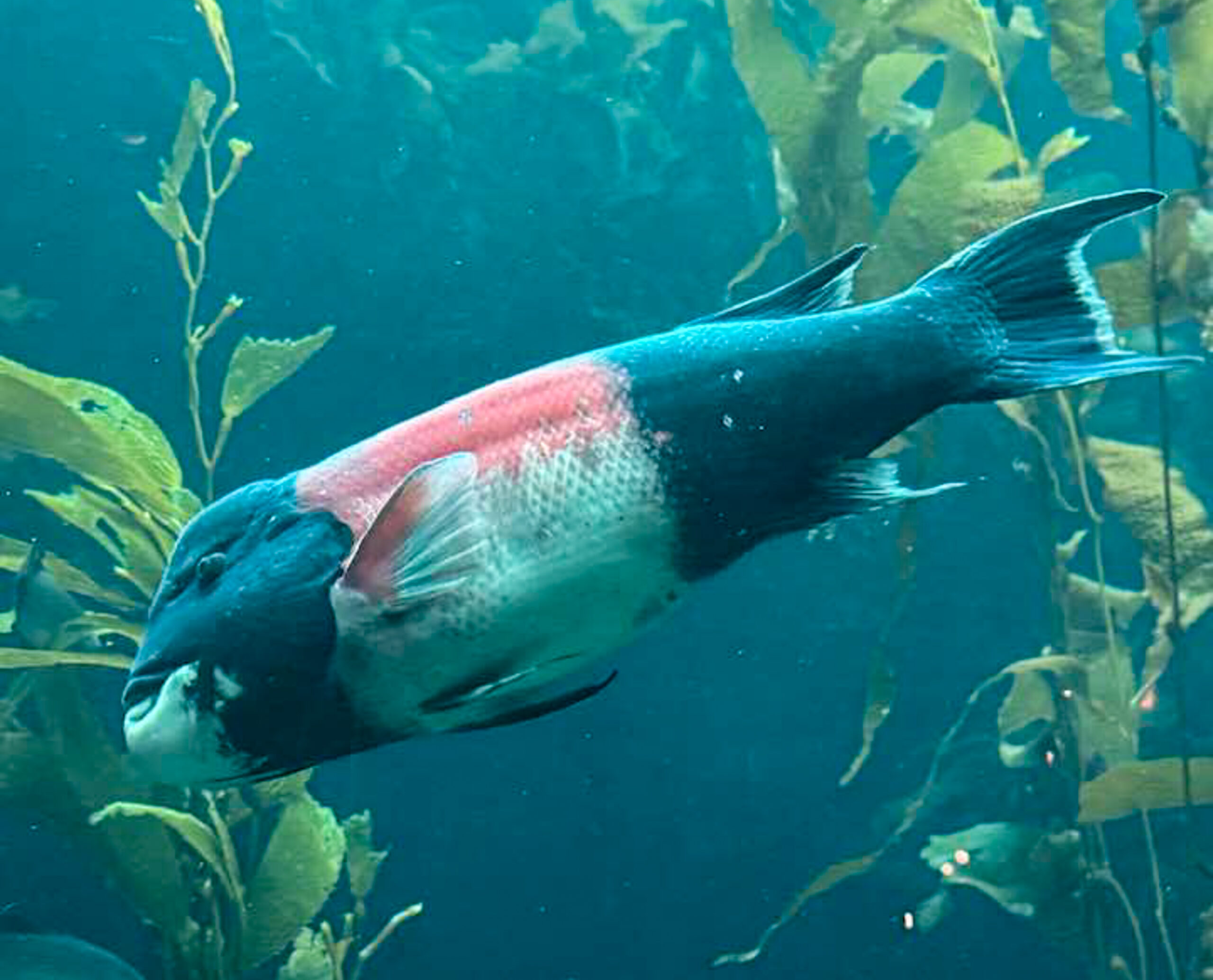 The pink and gray California Sheephead, a native species of wrasse, is an effective urchin-eater when it grows to size.