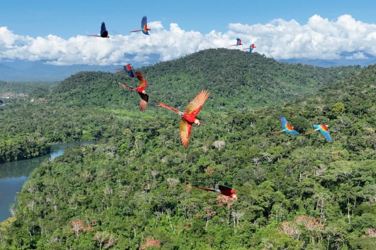 Macaws in Peru. Image by Rhett Butler for Mongabay.