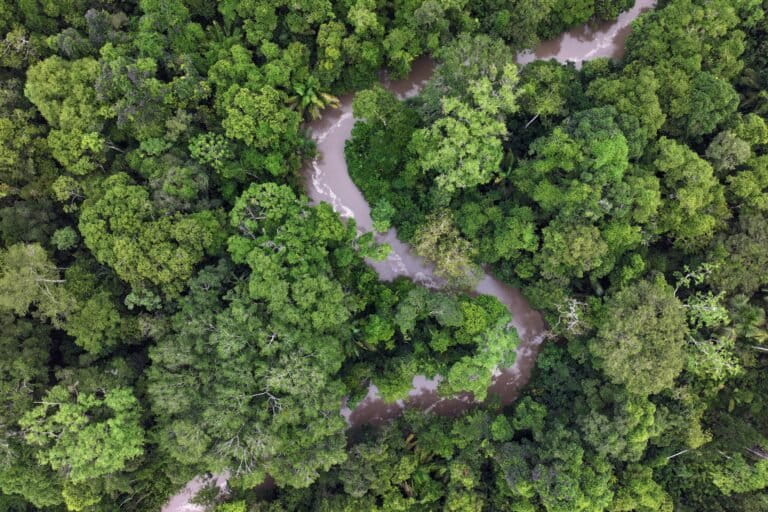 Rainforest in the Western Amazon. Image by Rhett Ayers Butler