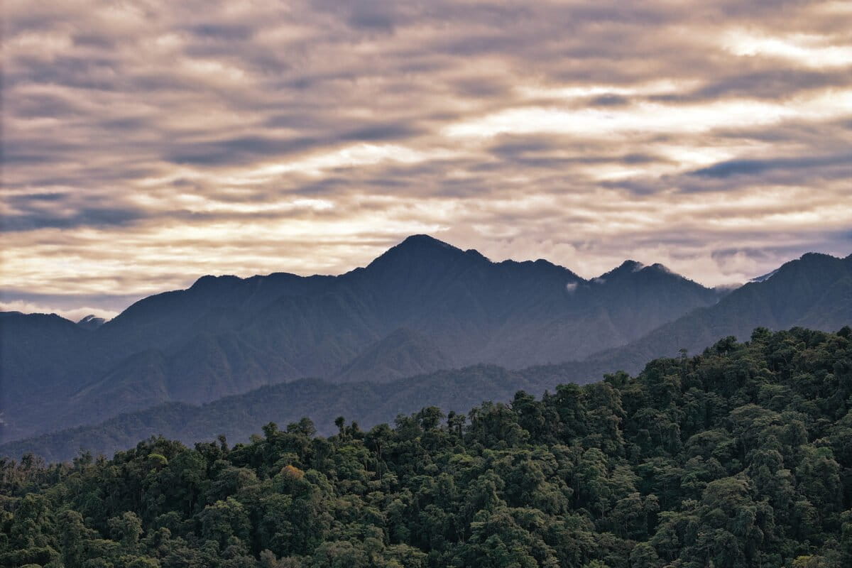 Where life has found its richest expression – Amazon Rainforest Day