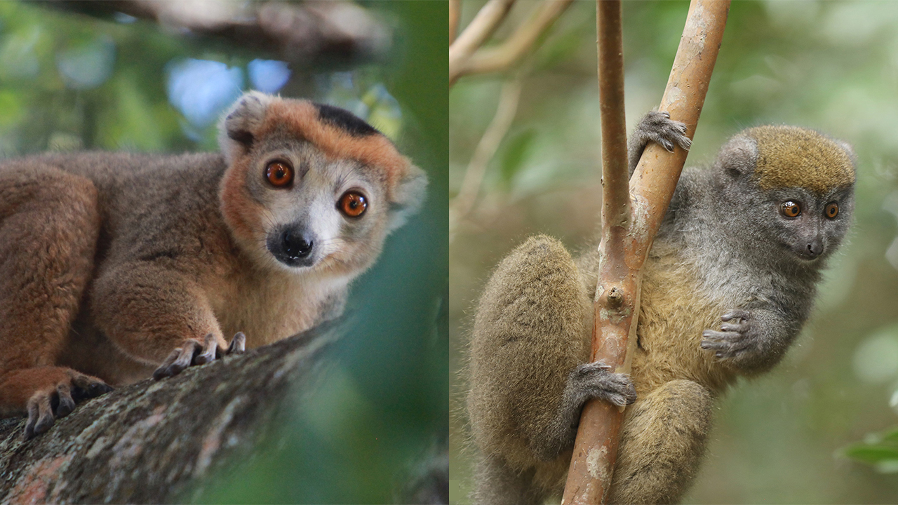 (Left) A male crowned lemur (Eulemur coronatus), which is endangered. (Right) An eastern lesser bamboo lemur (Hapalemur griseus).