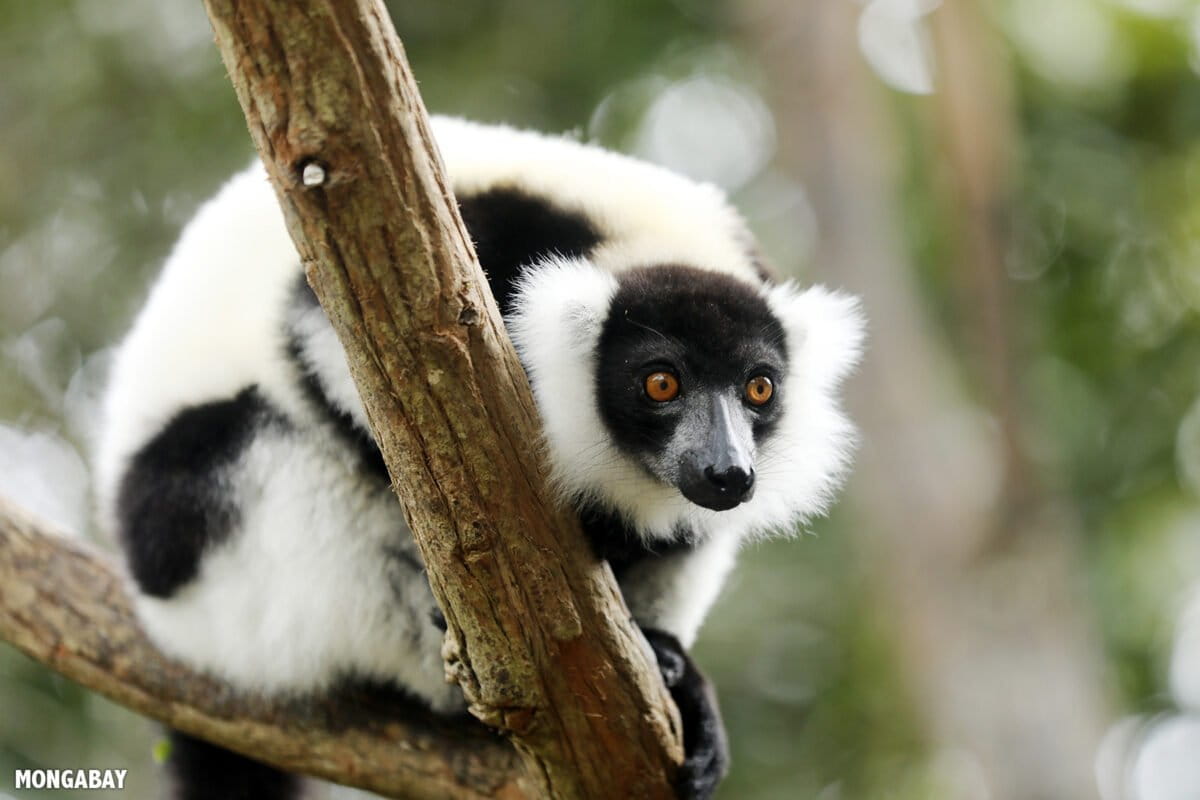 Collaboration key to lemur survival: Interview with primatologist Jonah Ratsimbazafy