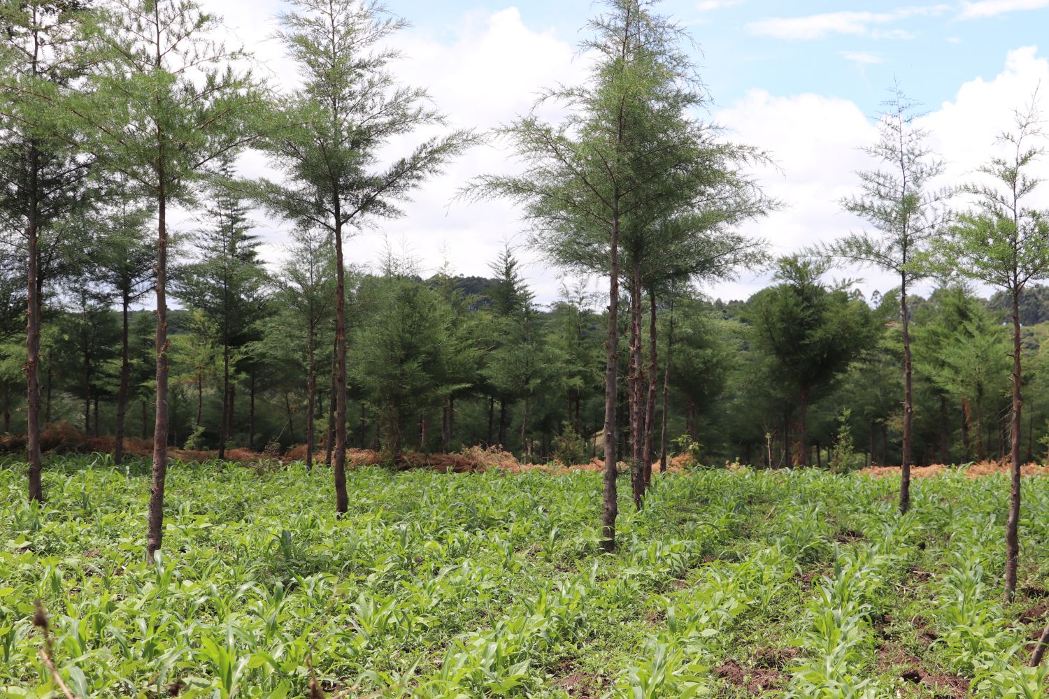 Maize planted by PELIS farmers growing between rows of young trees on the Nzoia plantation in Kenya’s Kakamega County. 