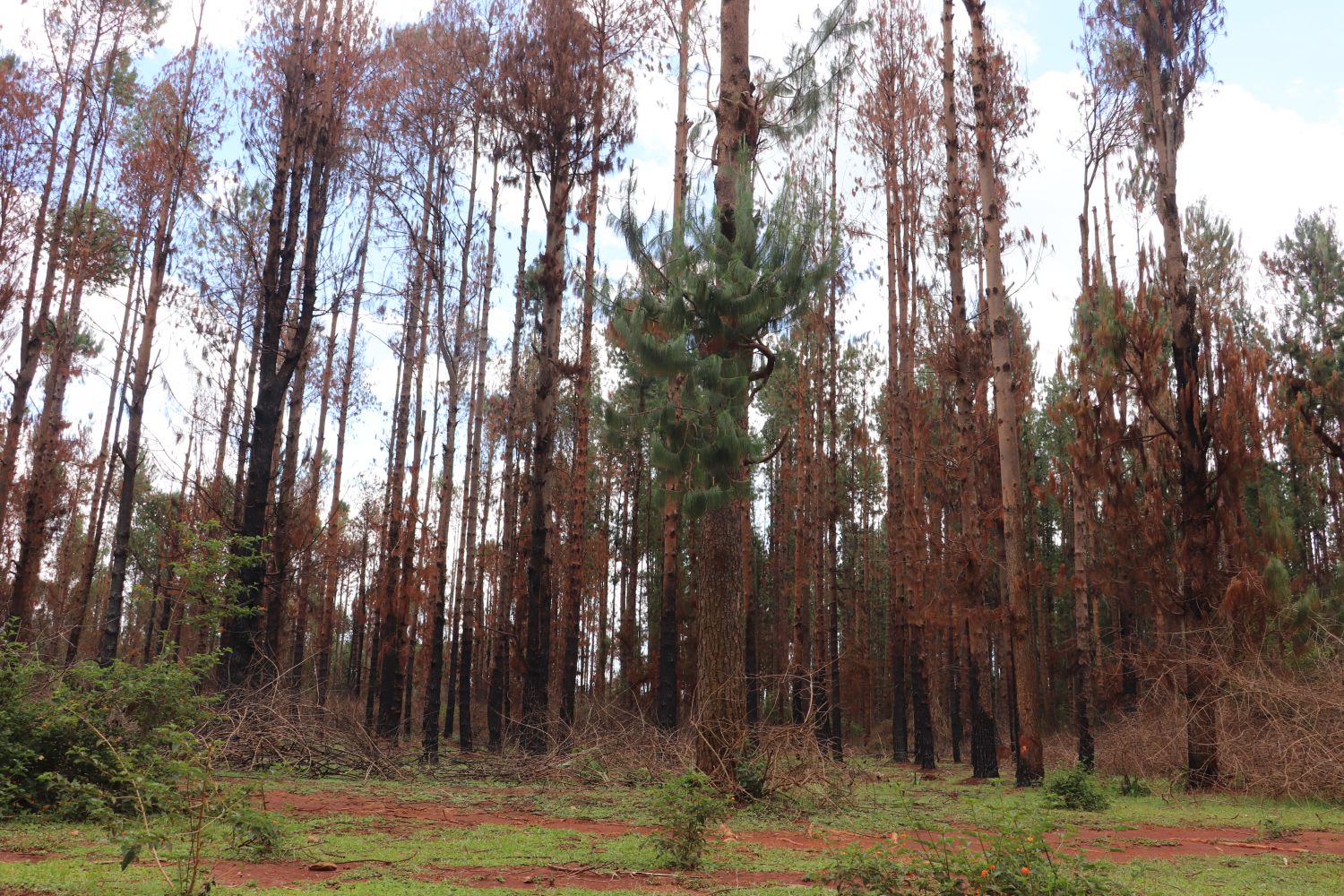 Fire-damaged trees on the Nzoia plantation: Community Forest Associations play a role in preventing and controlling fires. Image by Isaiah Esipisu for Mongabay.