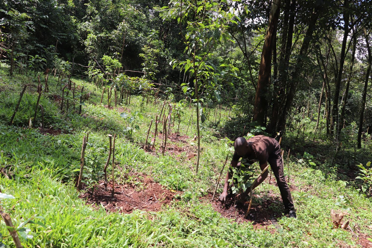 Planting indigenous tree seedlings in Kakamega County, Kenya. 