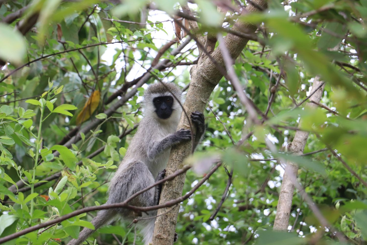 Vervet monkeys in the Nzoia plantation, Kakamega County. 