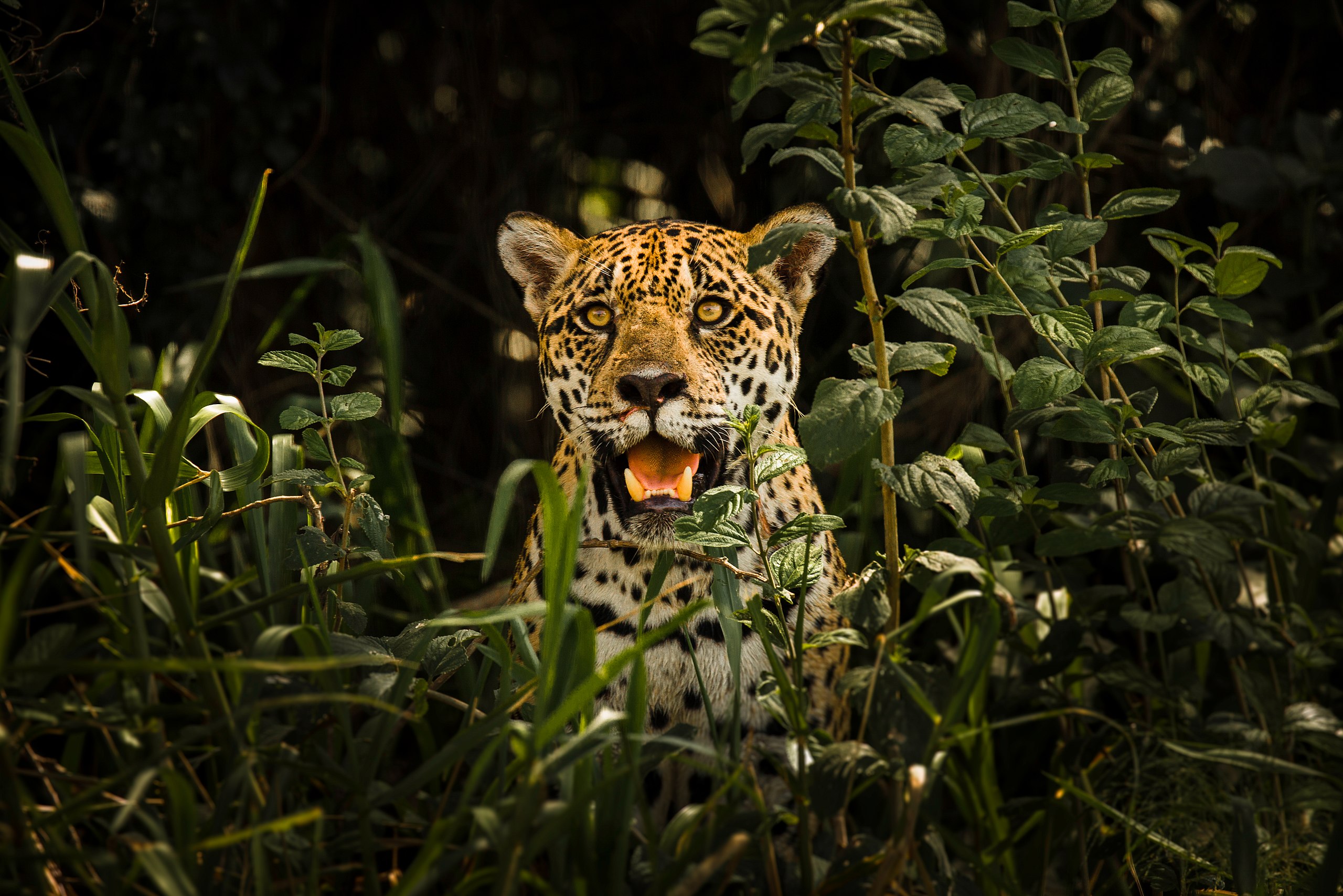 Researchers eye jaguar conservation wins under Brazil…