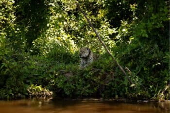 A jaguar spotted on the banks of the São Lourenço River. Image by Francesco Schneider-Eicke for Mongabay.