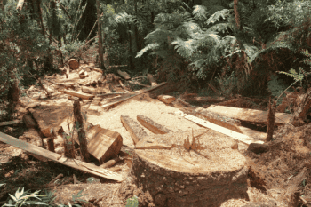 An illegal araucaria logging station uncovered inside the Mangueirinha Indigenous Territory, in Brazil’s Paraná state. Image courtesy of IBAMA.