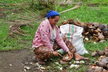 A Halmahera woman peeling coconuts for copra.