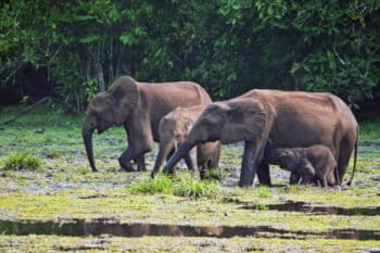 A herd of forest elephants.