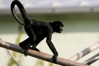 A black-faced spider monkey. Image by Patrick Müller via Wikimedia Commons (CC BY-SA 3.0).