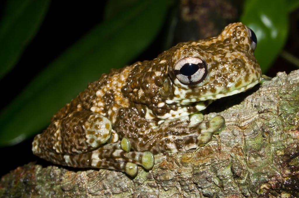 Rainwater reveals the hidden life of rainforest canopies, study shows