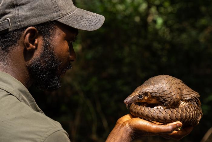 Study co-author Charles Emogor holding a white-bellied pangolin retrieved from a hunter who participated in the study. Prior to starting his research in Cross River, Emogor expected to find that demand for scales for traditional medicine in Southeast Asia is a leading driver for hunting pangolins, as has been documented elsewhere. Image courtesy of Alex Moore.