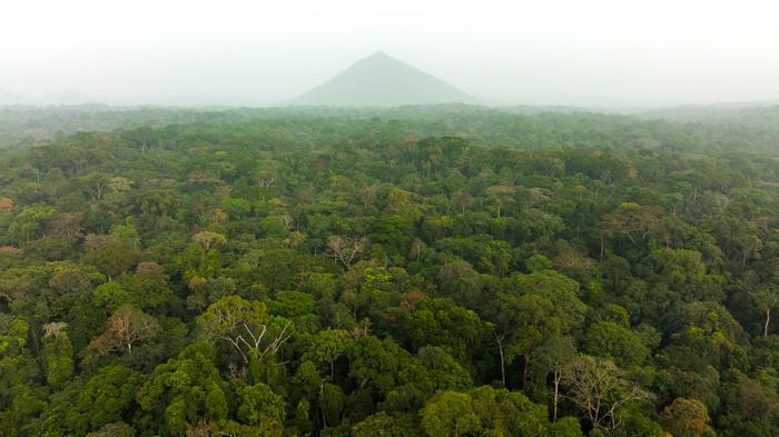 Aerial view of the densely forested Cross River National Park, which is a pangolin stronghold and a poaching hotspot. Image courtesy of Joel Porter.