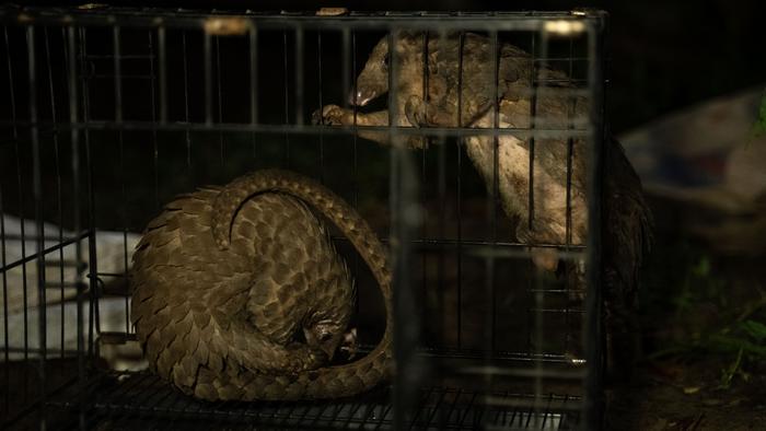 Captured white-bellied pangolins for sale in southeastern Nigeria. The study found that the species was the most hunted among all pangolin species, primarily for its meat rather than its scales. Image courtesy of Alex Moore.