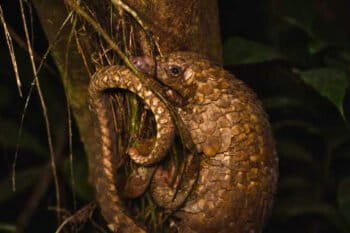 White-bellied pangolin on a tree.