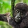 A young Grauer's gorilla in Kahuzi-Biega National Park.