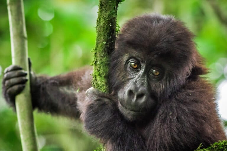 A young Grauer's gorilla in Kahuzi-Biega National Park.