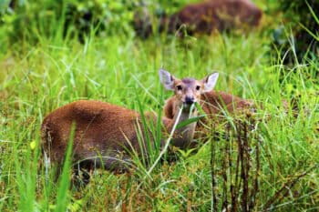 Free-roaming hog deer (Axis porcinus) found on Honduwa Island in southern Sri Lanka