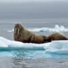 Two walruses atop a small piece of floating Arctic sea ice.