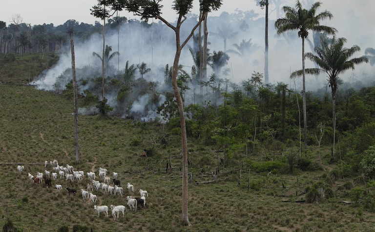 Cattle graze in a deforested area while a fire burns behind them near Novo Progresso in the northern state of Para, Brazil. Image by AP Photo/Andre Penner.