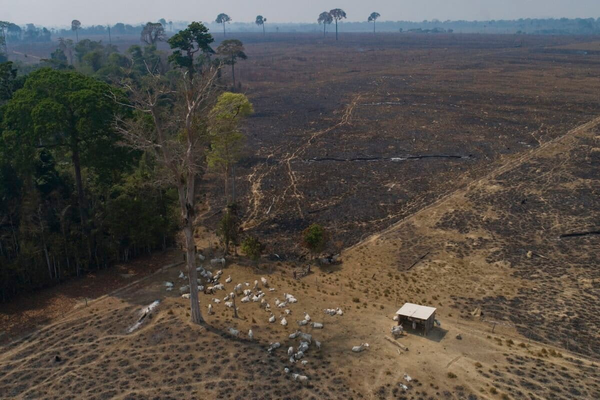 More than half the world’s forests fragmented in 20 years — but protection works: Study